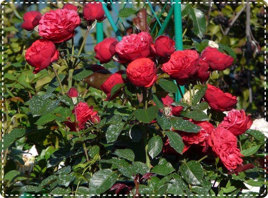 Admiral róża wielkokwiatowa